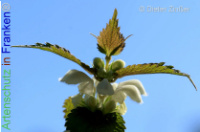 Bild zum Eintrag (1140779-28)